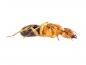Preview: Camponotus maculatus subnudus